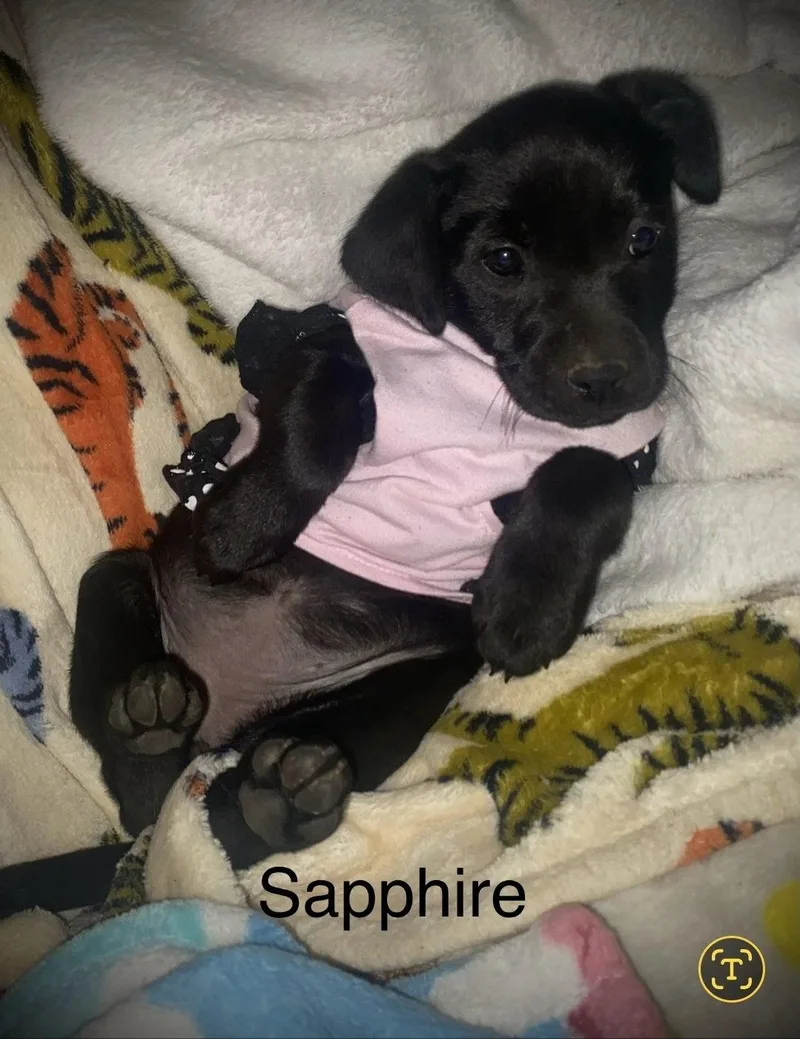 Sapphire Nova thumbnail 2