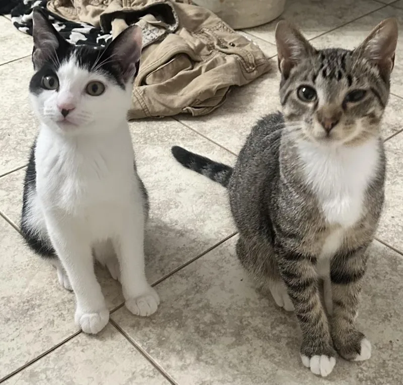 An adult medium-sized male Domestic Short Hair cat named Nash for adoption in Albany, WI
