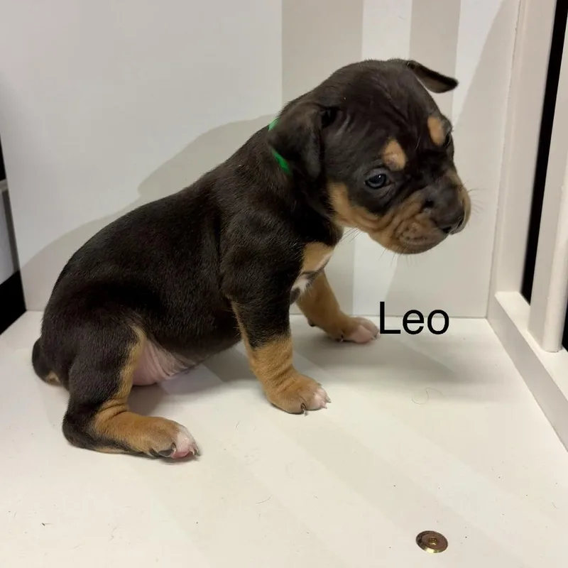 Leo
