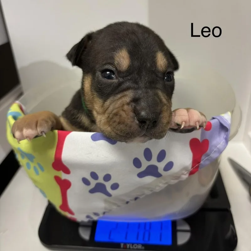 Leo thumbnail 4