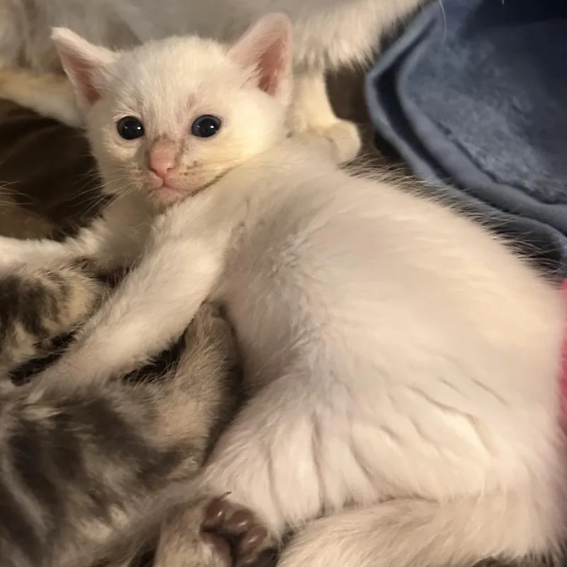 A baby small-sized female White Domestic Short Hair cat named Pingar for adoption in Rocky Mount, VA