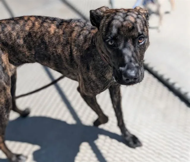 A young medium-sized female Patterdale Terrier / Fell Terrier dog named Baby Girl for adoption in Denver, CO