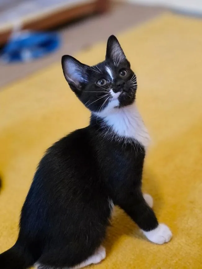 A baby small-sized female Black & White / Tuxedo Domestic Short Hair cat named Mary Poppins for adoption in Beaverton, OR