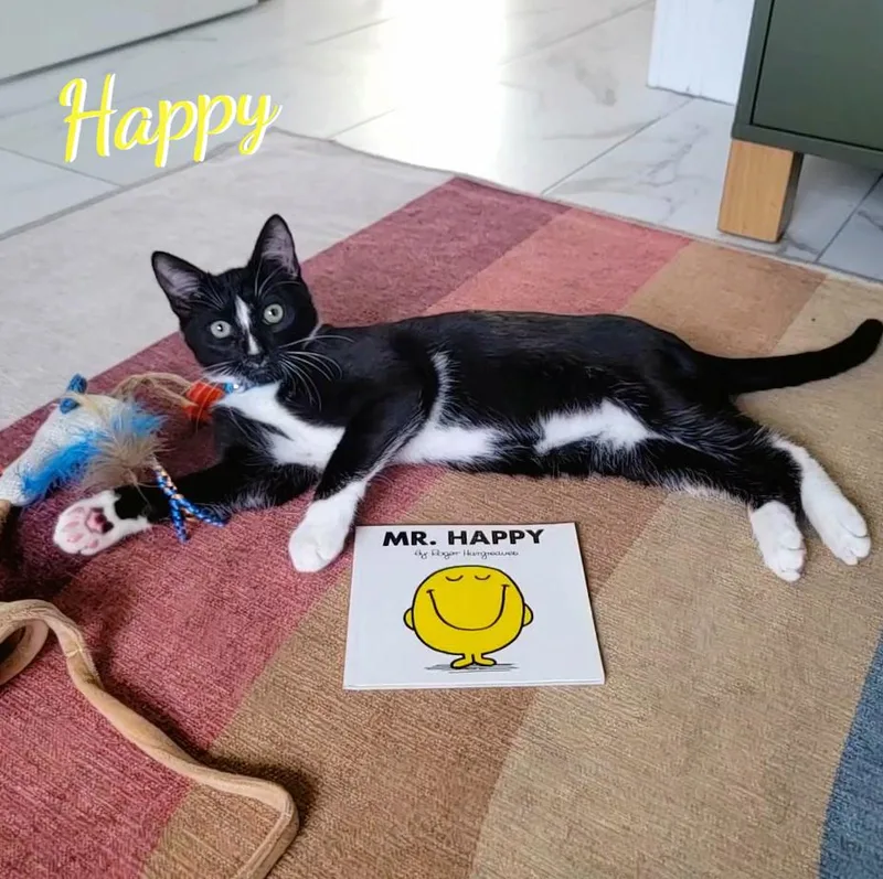 A baby medium-sized male Black & White / Tuxedo Tuxedo cat named Happy usedtirecrew for adoption in Houston, TX