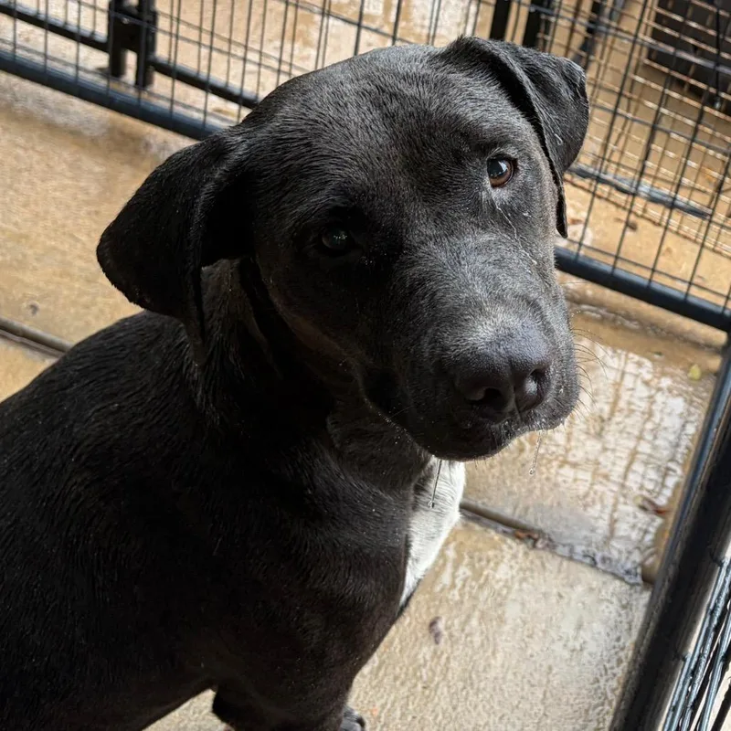 An adult medium-sized female Black Mixed Breed dog named Sheeba for adoption in Lake Jackson, TX