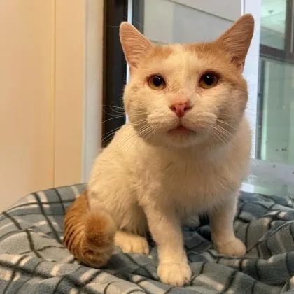 An adult medium-sized male White Domestic Short Hair cat named Prince for adoption in Rochester, MN