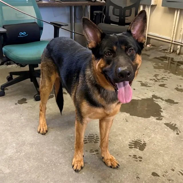 A young large-sized male German Shepherd Dog dog named Anubus for adoption in Camarillo, CA