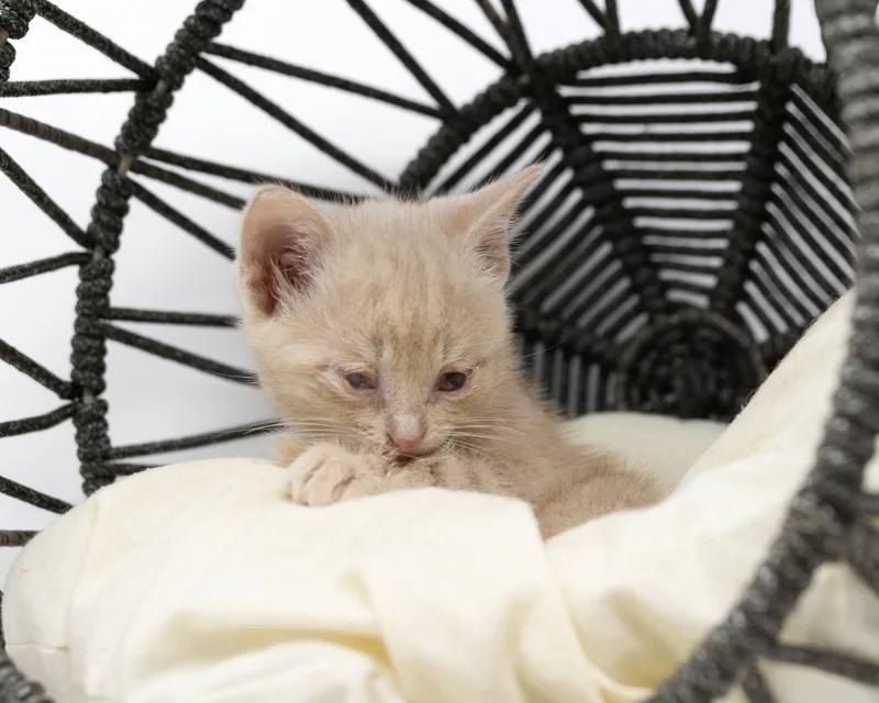 A baby medium-sized female Tabby (Buff / Tan / Fawn) Tabby cat named Bitsy for adoption in Trophy Club, TX