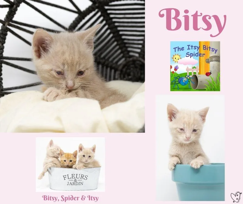 Bitsy thumbnail 3