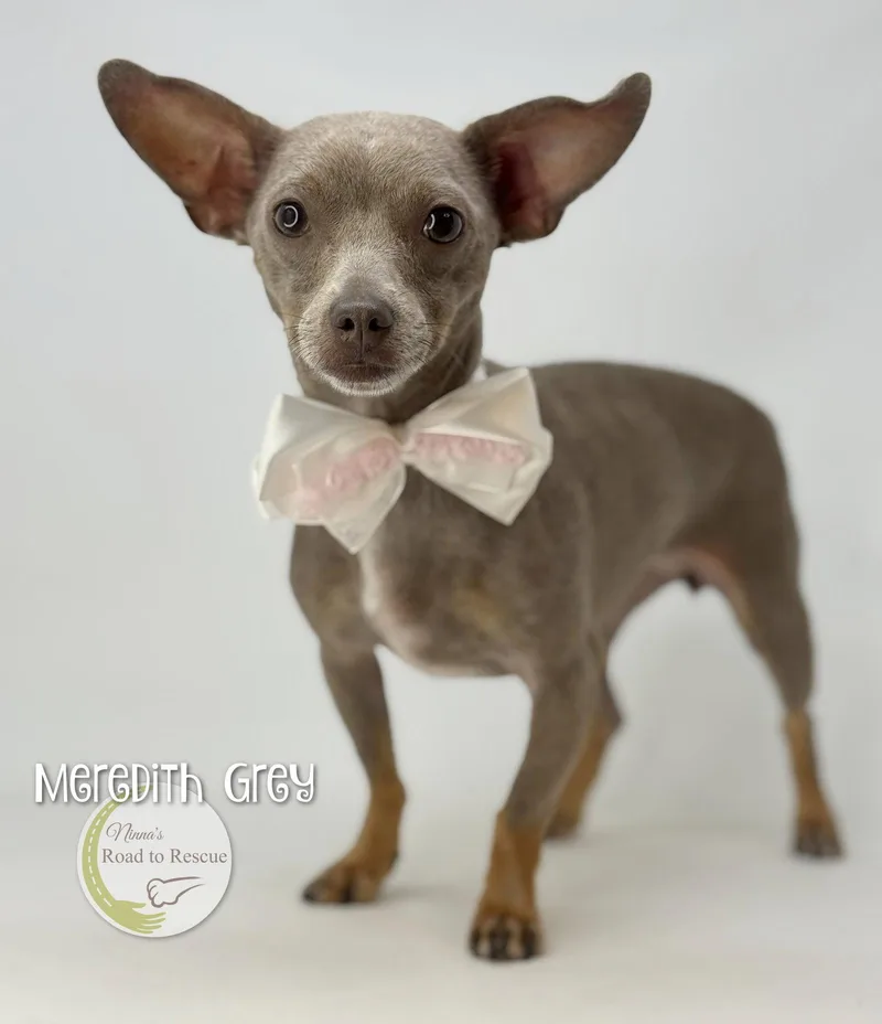 An adult small-sized female Chihuahua dog named Meredith Grey for adoption in Benton, LA