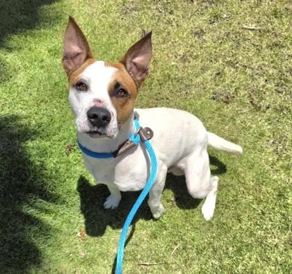 An adult medium-sized male Terrier dog named Rusty for adoption in Honolulu, HI