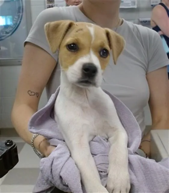 A baby small-sized male Terrier dog named A for adoption in Oklahoma City, OK