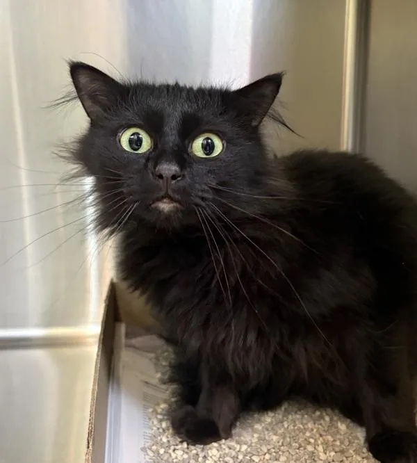 Mochi
