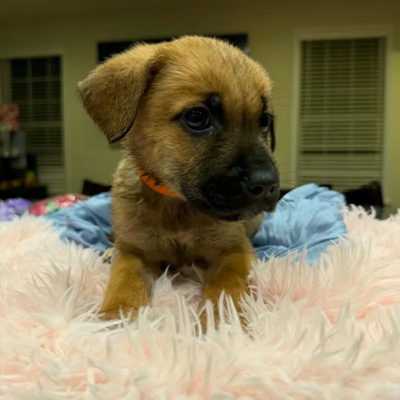 A baby small-sized female Bullmastiff dog named Noor for adoption in manchester, PA