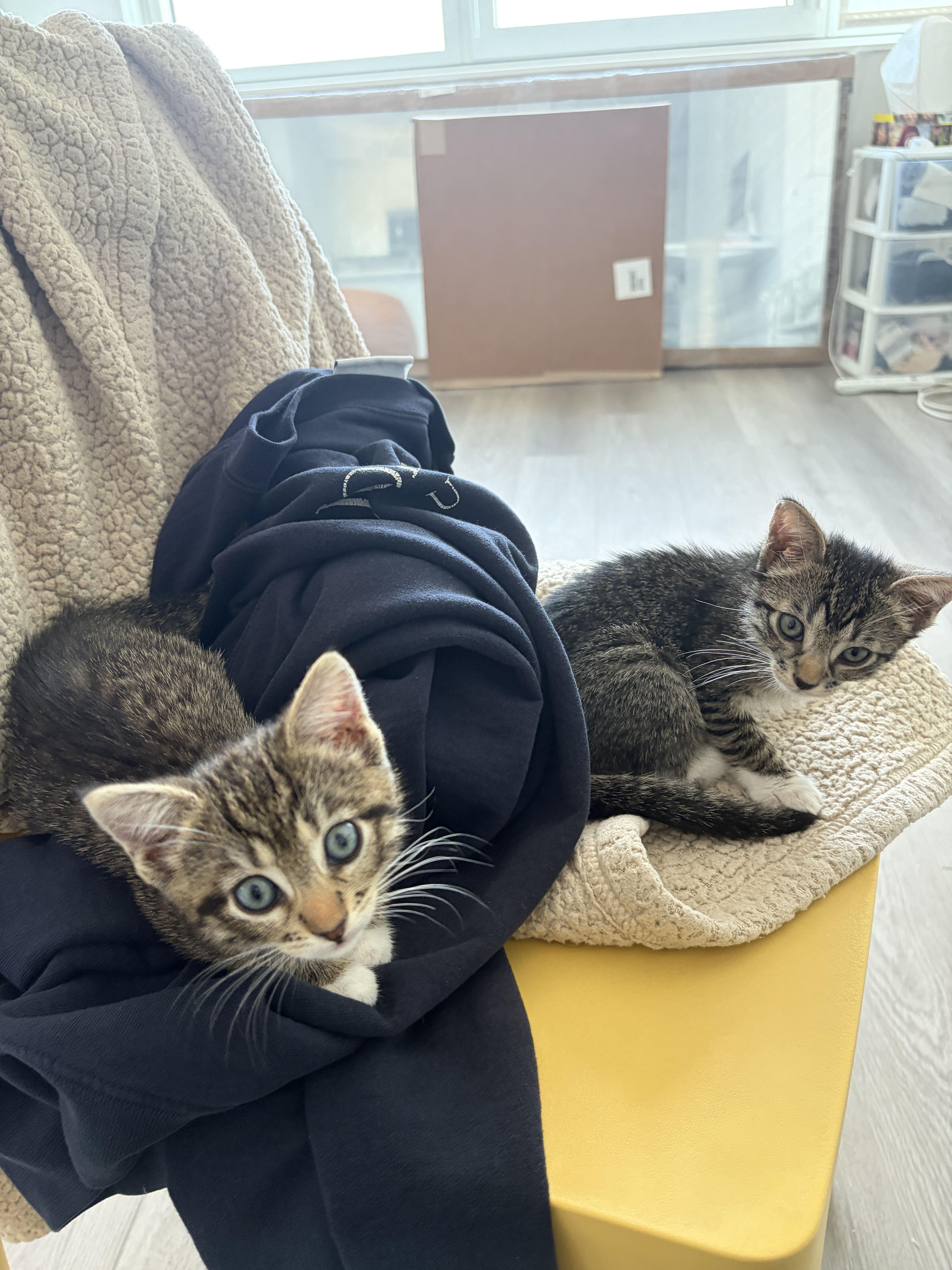 A baby small-sized female Tabby (Brown / Chocolate) Domestic Short Hair cat named Haiku for adoption in Long Island City, NY