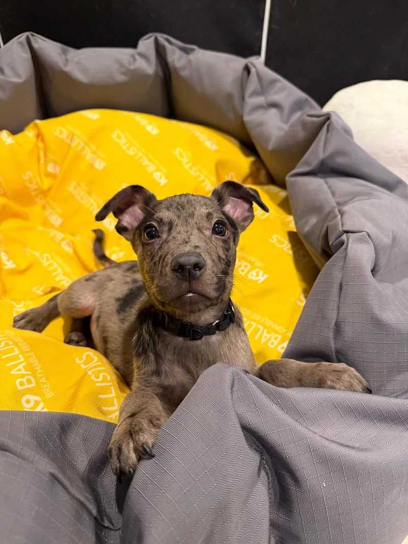 Fletcher Louisiana thumbnail 2