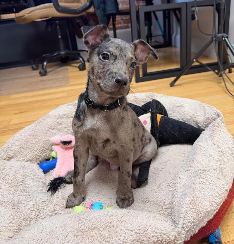 Fletcher Louisiana thumbnail 3