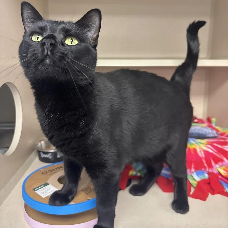 An adult large-sized female Black Domestic Short Hair cat named Salem for adoption in Marshalltown, IA