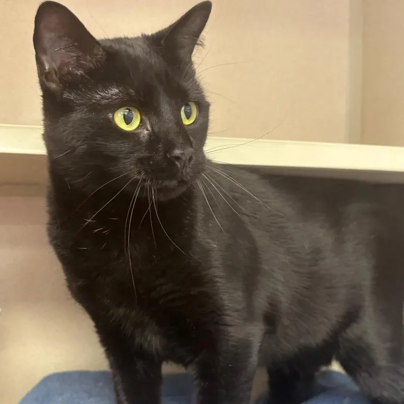 Salem thumbnail 2