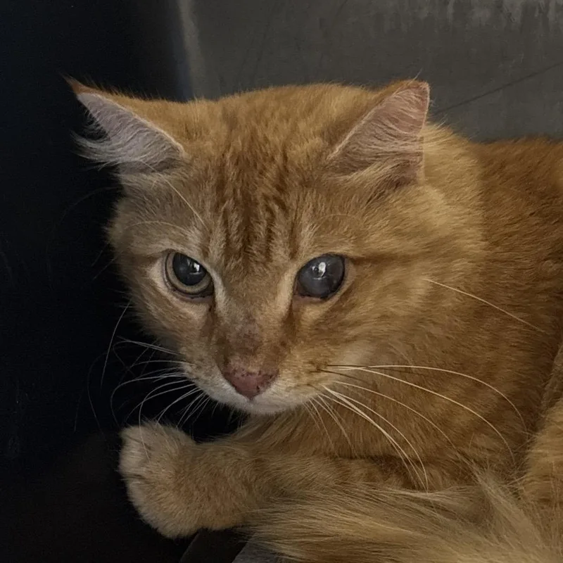 An adult medium-sized male Gray / Blue / Silver Domestic Short Hair cat named Mr. Puffs for adoption in West Palm Beach, FL