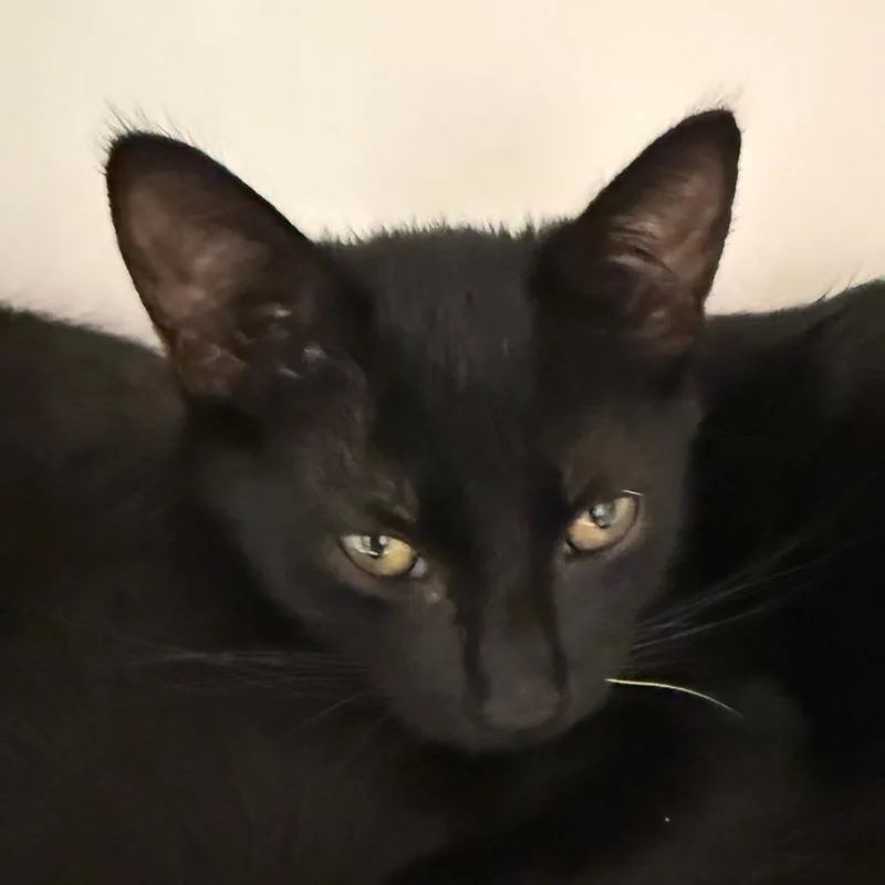 A baby small-sized male Domestic Short Hair cat named Mountain for adoption in Cumming, GA