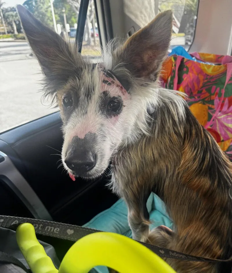 A young medium-sized male Terrier dog named Frankie for adoption in Royal Palm Beach, FL