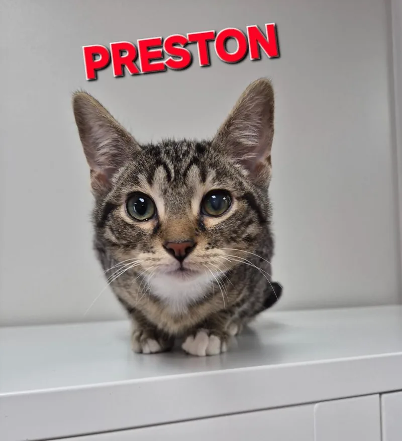 A baby medium-sized male Domestic Short Hair cat named Preston for adoption in Rome, GA