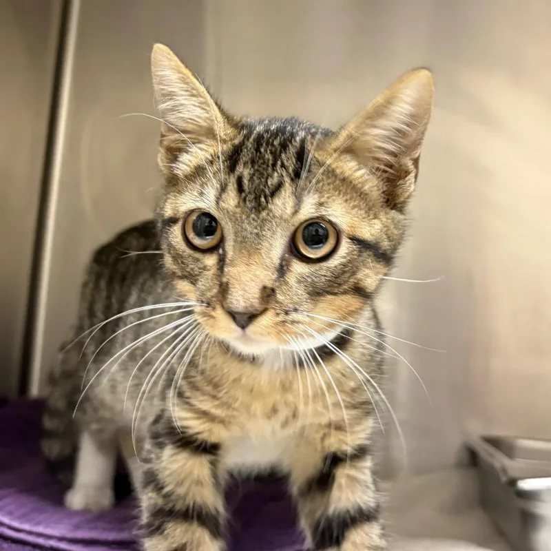 A baby small-sized male Domestic Short Hair cat named Nardo for adoption in Birmingham, AL