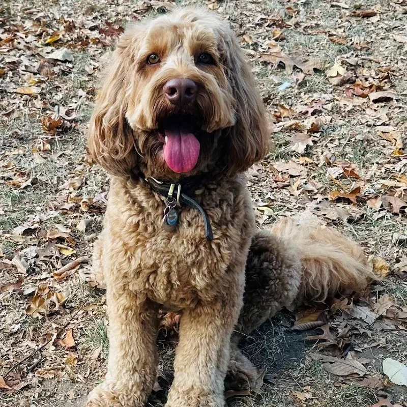 An adult medium-sized male Apricot / Beige Golden Retriever dog named Rocky for adoption in East Hampton, NY