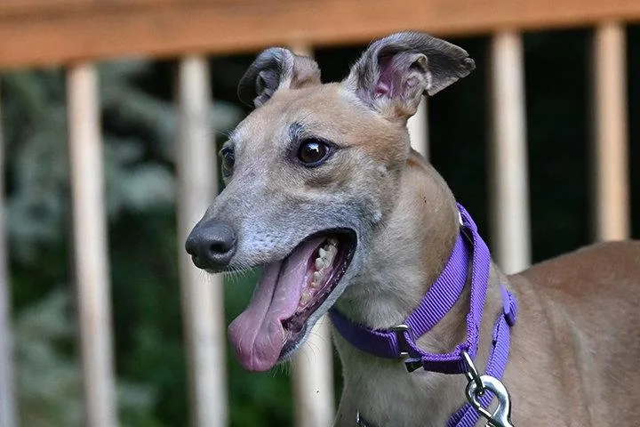 Jingle thumbnail 3