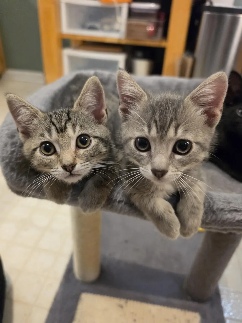 A baby small-sized male Tabby (Gray / Blue / Silver) Domestic Short Hair cat named Miles & Mabel for adoption in Nashville, TN