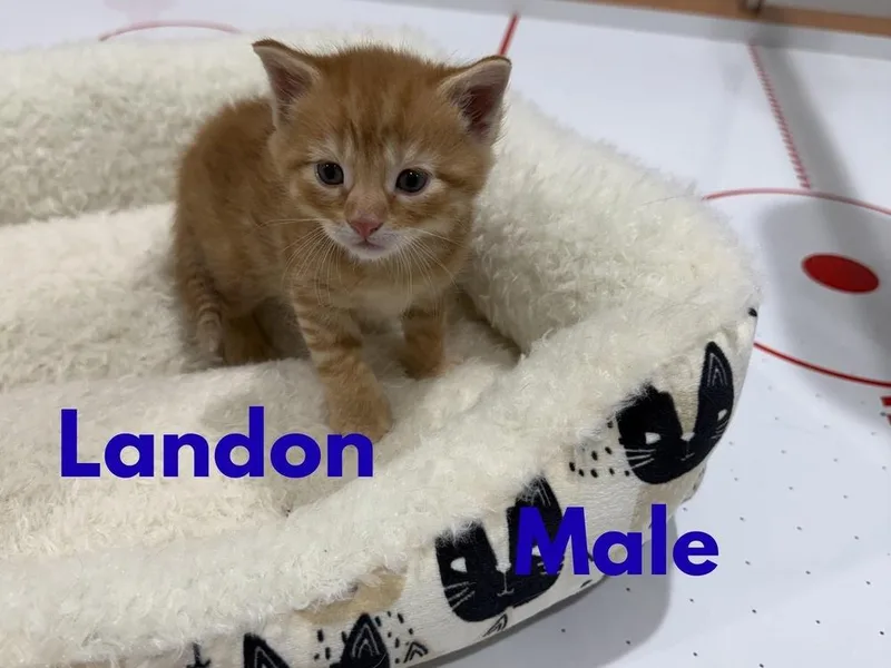 Landon