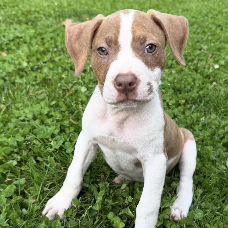 A baby medium-sized female Brindle Pit Bull Terrier dog named Anora for adoption in Garden City, MI