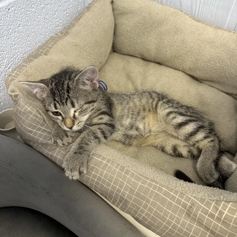 A young medium-sized female Domestic Short Hair cat named Daisy for adoption in Prince Frederick, MD
