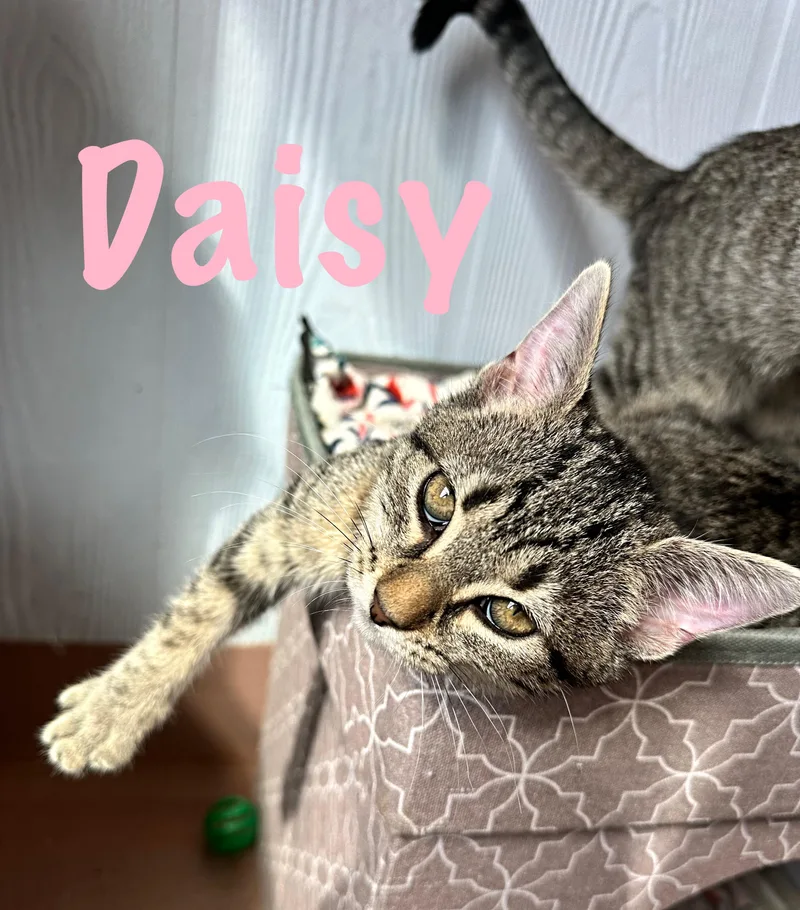Daisy thumbnail 2