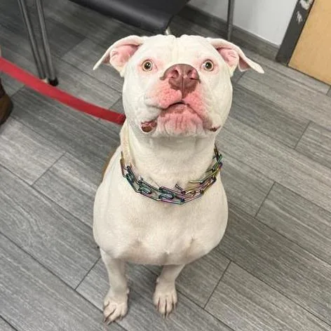 Sir Dude thumbnail 2