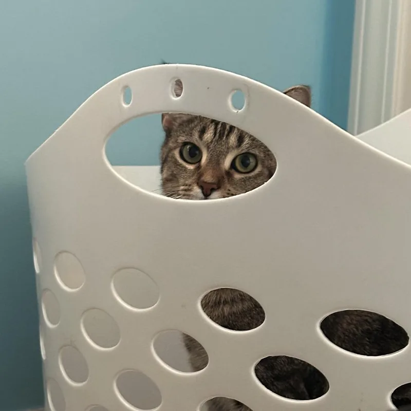A young medium-sized female Gray / Blue / Silver Domestic Short Hair cat named Blazer for adoption in Medina, OH