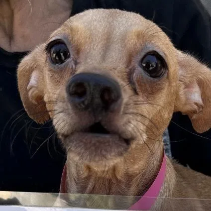 An adult small-sized female Yellow / Tan / Blond / Fawn Chihuahua dog named Tortuga for adoption in San Gabriel, CA