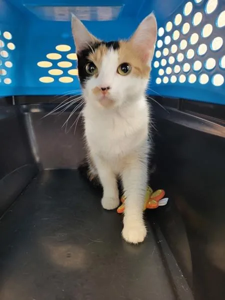 A young small-sized female Domestic Short Hair cat named If  Junebug for adoption in Lawrenceville, GA