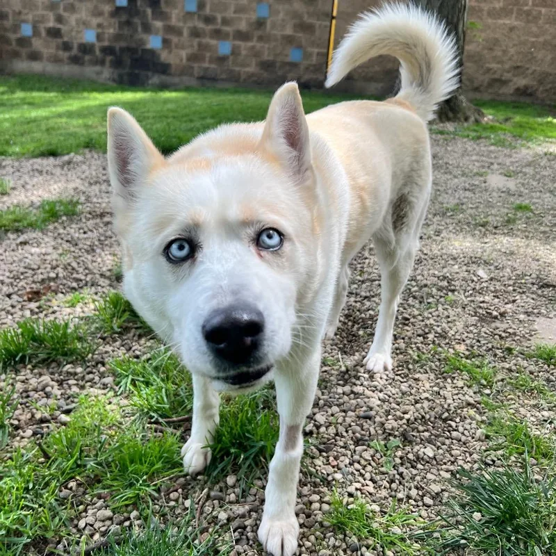 An adult medium-sized female White / Cream Husky dog named Begonia for adoption in Naperville, IL