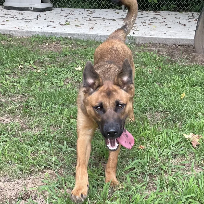 A young large-sized male Brown / Chocolate Shepherd dog named Cheescake for adoption in Heber Springs, AR