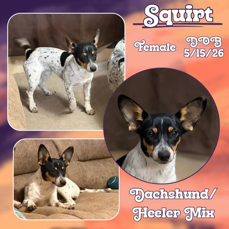 A baby small-sized female Tricolor (Brown, Black, & White) Dachshund dog named Squirt for adoption in Caldwell, TX