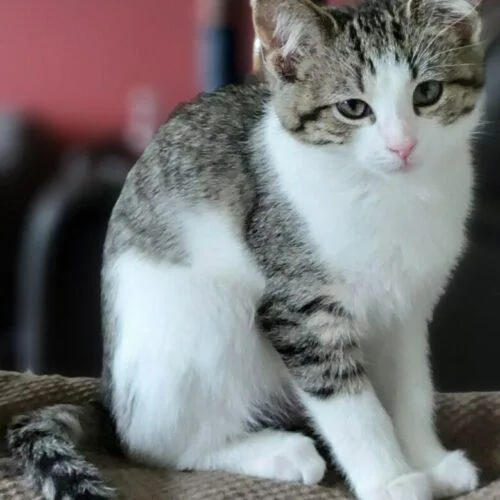 A baby small-sized female White Domestic Short Hair cat named Carol Bug for adoption in Canal Winchester, OH