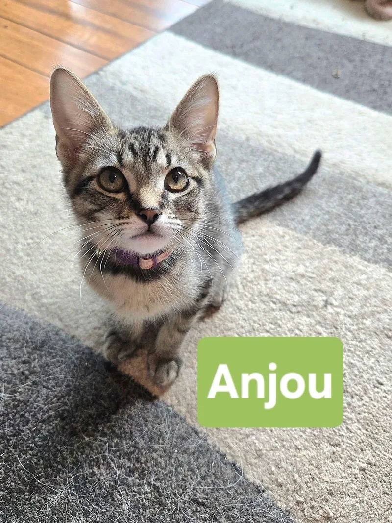 Anjou thumbnail 3