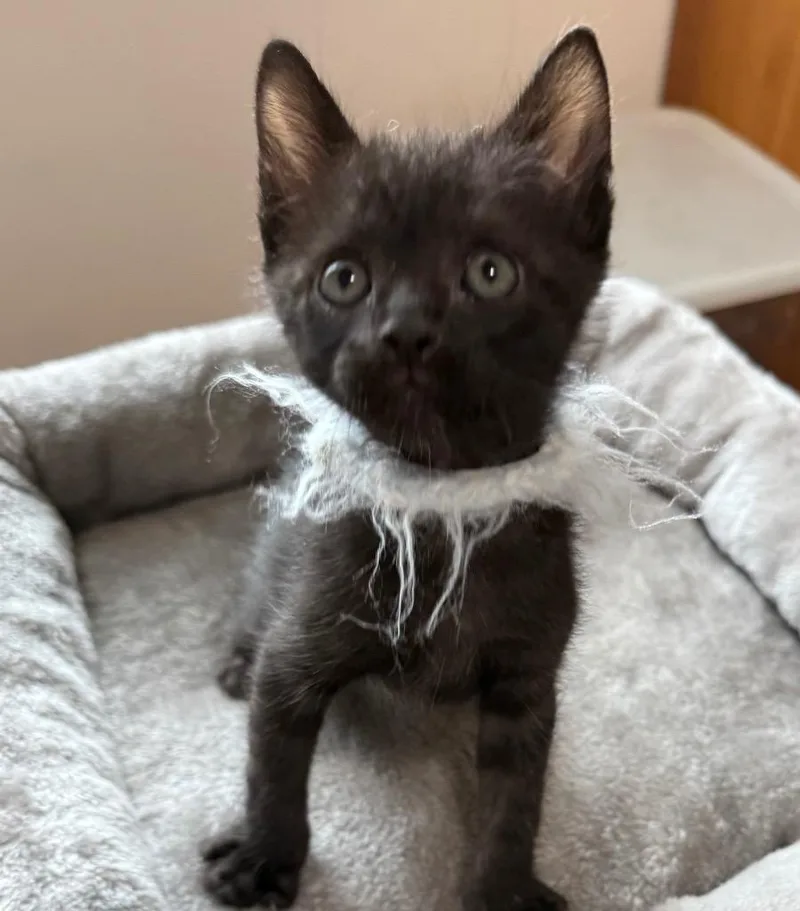 A baby medium-sized male Domestic Short Hair cat named Reggie for adoption in Columbia, IL
