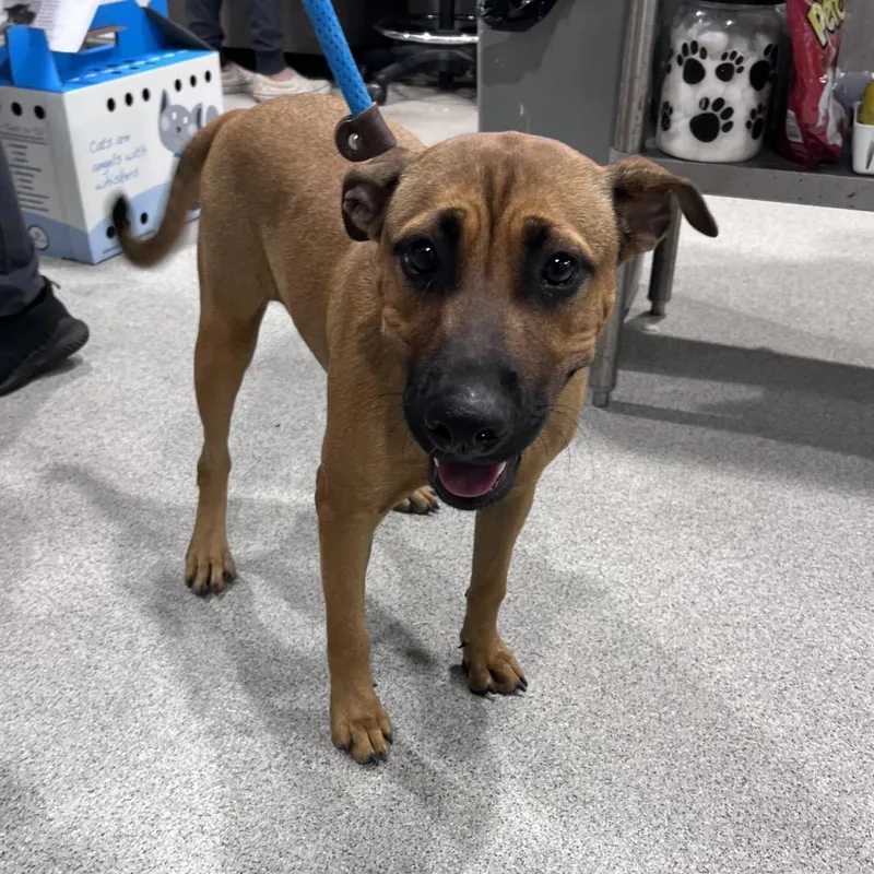 An adult medium-sized female Black Mouth Cur dog named Kali for adoption in Tampa, FL
