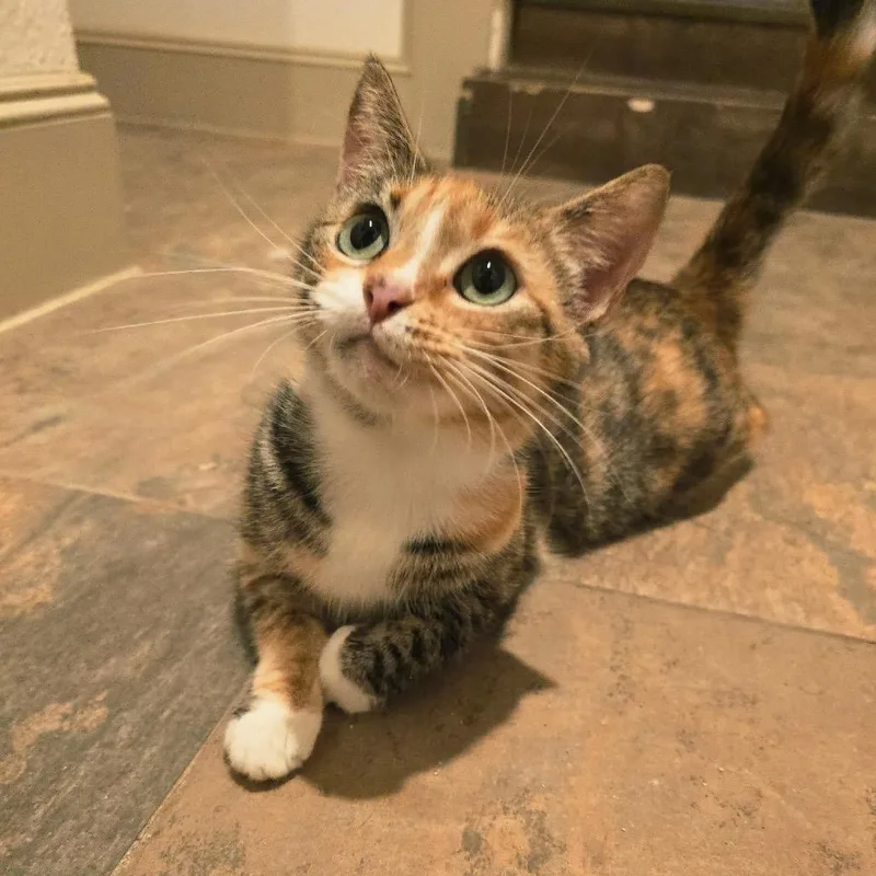 A young small-sized female Orange / Red Domestic Short Hair cat named Tilly for adoption in Santa Fe, TX