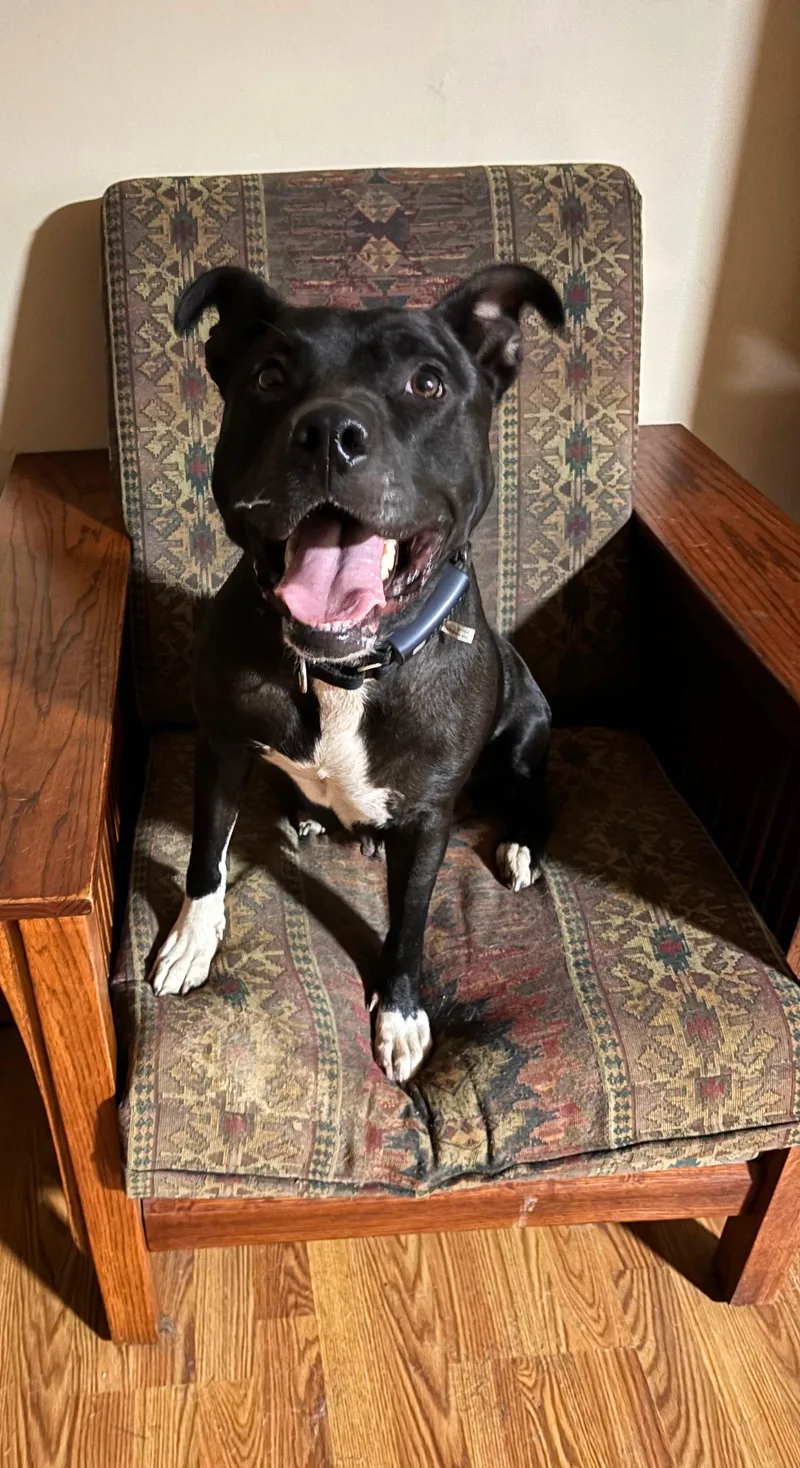 An adult large-sized female Pit Bull Terrier dog named Yetti for adoption in Sherman Oaks, CA