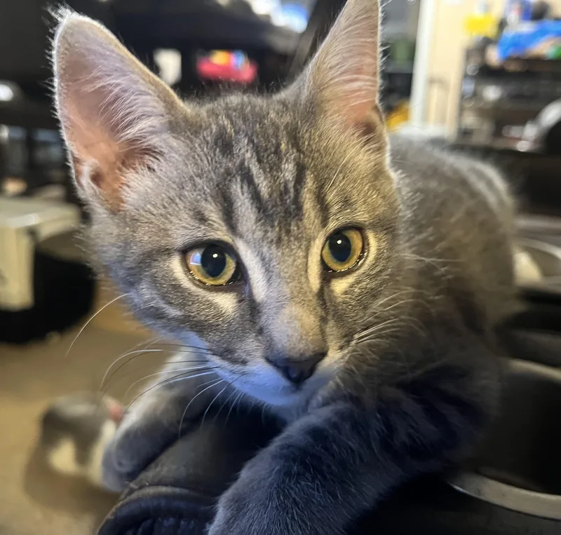 A baby small-sized male Domestic Short Hair cat named Serrano for adoption in Indianapolis, IN