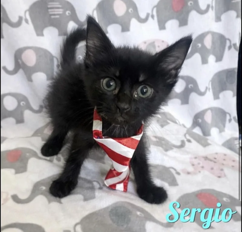 A baby small-sized male Black Domestic Short Hair cat named Sergio for adoption in Hudson, NH